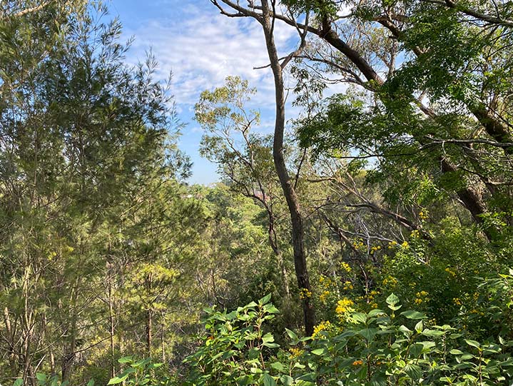 Australian bushland surrounding the counselling location